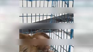 Baby Monkey Fall!! So SAD MILLION PITY- Slowmotion as a manipulative strategy for engagement