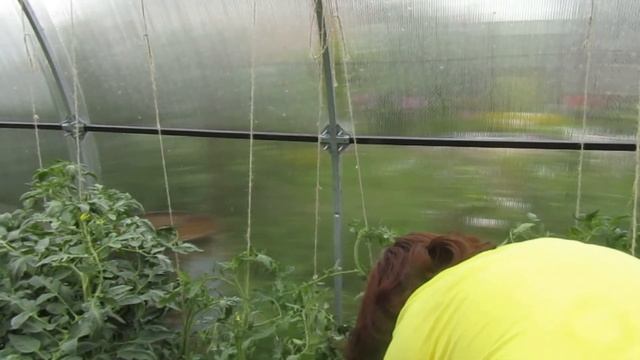 Пасынкование и подвязка помидор. смотреть онлайн