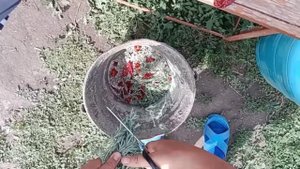 ЯДЕРНАЯ СМЕСЬ БЕЗ ХИМИКАТОВ. ОТ ТЛИ И ГУСЕНИЦ
