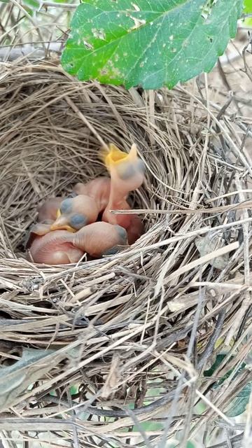 little children sleeping viral shortfeed trending