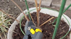 Обрезка древовидной гортензии Ruby Annabelle