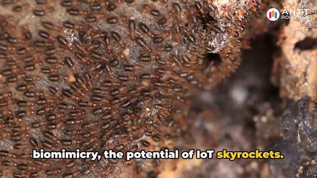 The Future of Sustainability: Biomimicry and IoT