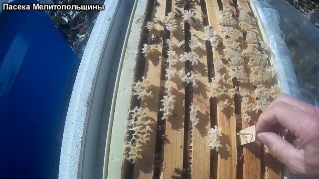 Пчело пакеты на 2020 год Карника F1 Тройзек 1075 смотреть онлайн