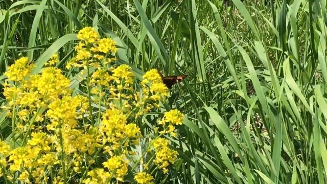 コヒオドシ Nymphalis urticae / Aglais urticae北海道大雪湖 2018/06/19 Daisetsuko Hokkaido, Butterfly of Japan смотреть онлайн