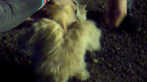 КОШКА РЕАЛЬНО С КРЫЛЬЯМИ