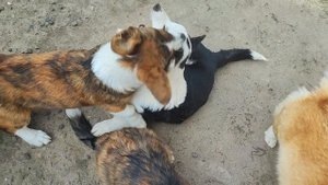 Щенки вельш корги кардиган