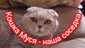 Кошка Муся - наша соседка.
