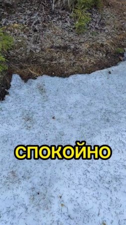 ЛЕДОВАЯ ОБСТАНОВКА | ОЗЕРО ЗАЛИВНОЕ