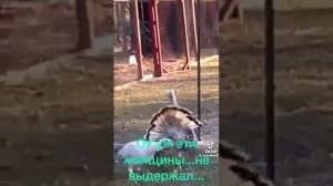 брачный танец