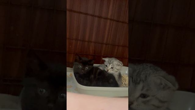 05-04-2025 смотреть онлайн