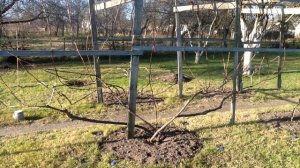 Обрезка и формирование виноградных кустов