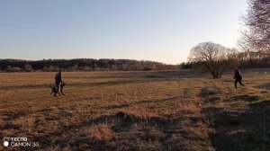 Дрессировка немецкой овчарки. Защита. Охрана.