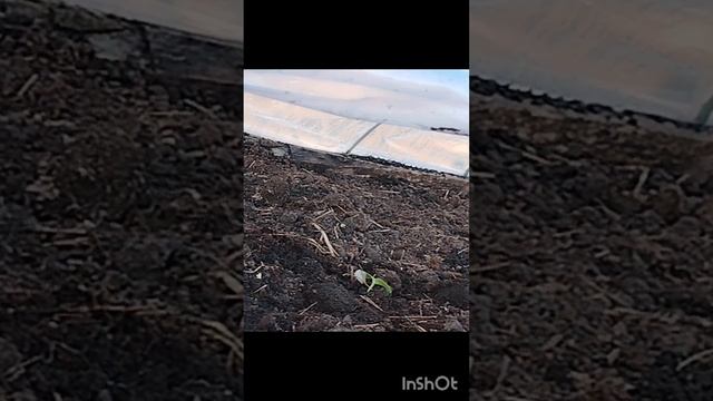 Высаживаю огурцы.