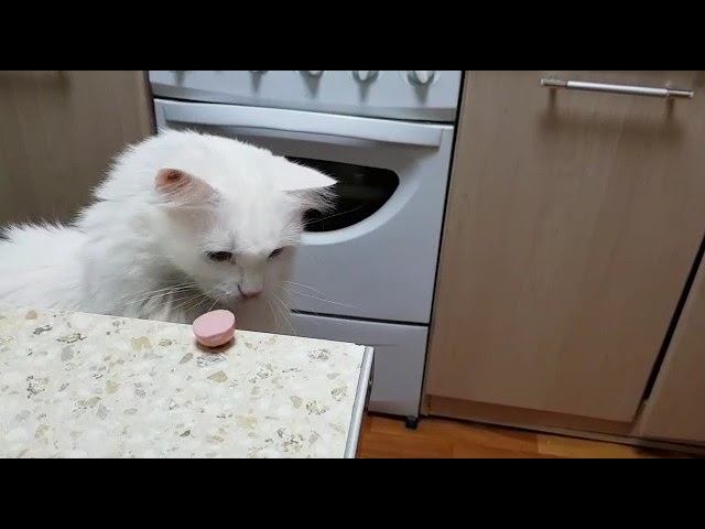 Леся и Сёма - Скромняга