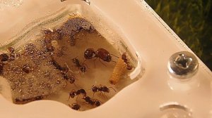 Муравьи Гномы | Acanthomyrmex thailandensis | Большеголовые красавцы