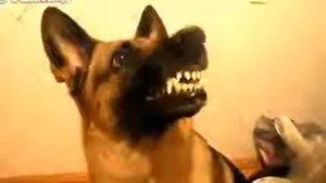 Троллинг собаки. приколы с собаками