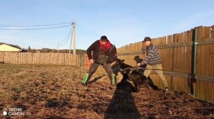 Дрессировка немецкой овчарки . Защитно караульная служба