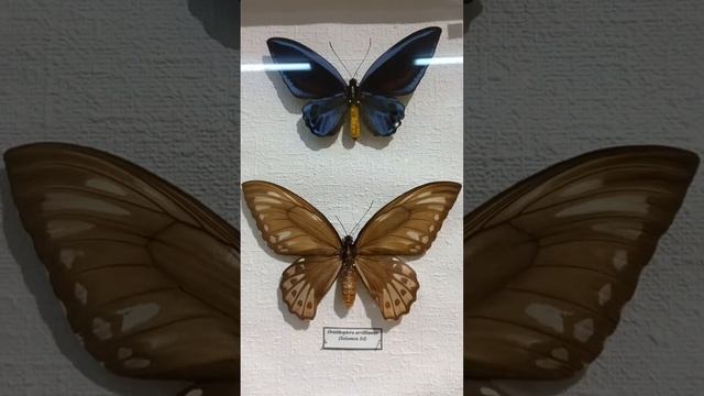 Giant Birdwings butterflies Ornithoptera in Scientific Natural History Museum, Kyiv, Ukraine. Giant