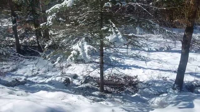 Заповедник Красноярские Столбы. Национальный парк .Красноярск