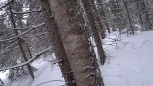 Так ещё не приходилось рубить берёзовую чагу. 1/2 серия. Поход 04.02.25