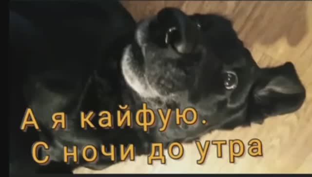 Собака бездельник.