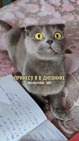 Я ребятам написал😅(Частушки от Котямбика)
