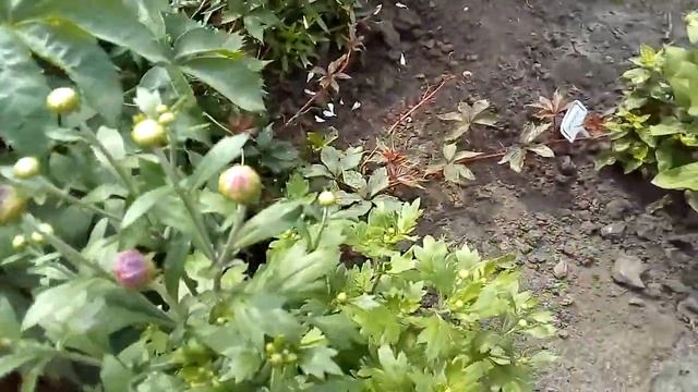 Цветник,июль 2019 смотреть онлайн