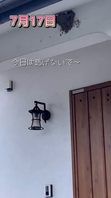 【今日のつばめさん】7月16日・17日・18日 #今日のつばめさん #つばめ #つばめ見守り隊 #つばめ抱卵 #つばめの巣 #ねこ動画 #cat #ことねこくらし смотреть онлайн