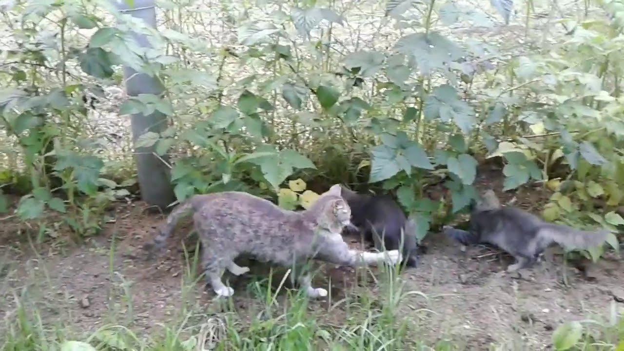 Кошка с котятами на прогулке. #кошка #котята #прогулка #cats #kitten #walkkittens #мойпитомец