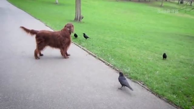 ВОРОНА В ДЕЛЕ! Птичка, которая ставит на место кошек, собак, чаек и даже филина!