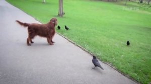 ВОРОНА В ДЕЛЕ! Птичка, которая ставит на место кошек, собак, чаек и даже филина!