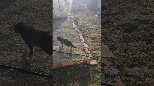 Как легко и быстро бороться с улитками? Кошечка Лапа не даст соврать☝