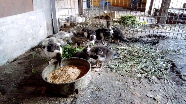 БОРЮСЬ С РАСКЛЁВОМ У МУСКУСОВ смотреть онлайн