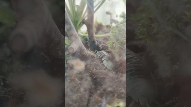 Porcellio scaber (common rough woodlouse) molting смотреть онлайн