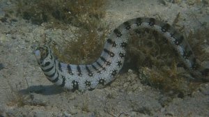 В предчувствии...
Египет.Красное море.Sheraton Soma Bay Resort.28.03.25.
С Лилия Драч.