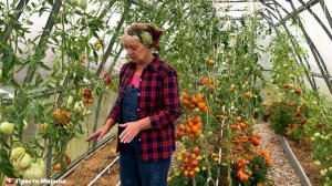 Бурая пятнистость ( кладоспориоз) томатов. Лечение и профилактика.