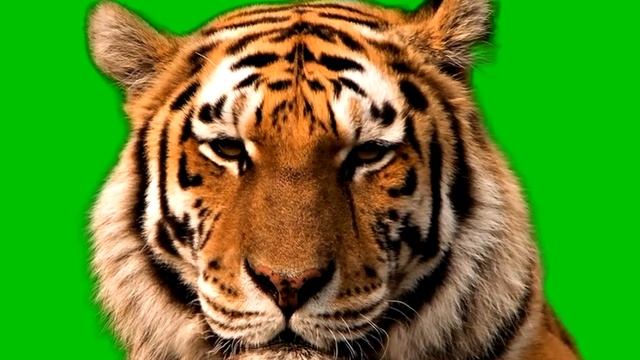 Green Screen Ussurian tiger  Уссурийский тигр  Футаж хромакей