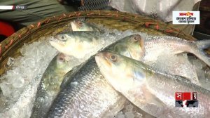 মাঝ নদীতে গবেষণায় ব্যস্ত বিজ্ঞানীরা! | Chandpur | Ilish | Somoy TV