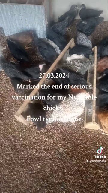 Fowl typhoid vaccination смотреть онлайн