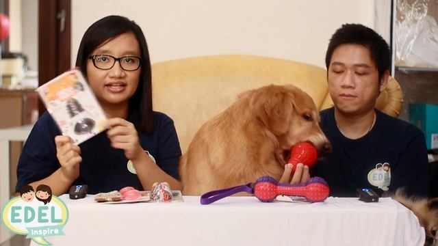 REVIEW Mainan Anjing Kucing dari Gigwi Pet Toys | EDEL REVIEW