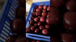 Red Velox |Harvesting| 28.07.2021