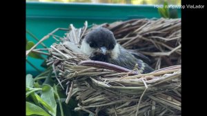 У птенца синички отказали лапки - оказался РАХИТ |Наш лабрадор ViaLador