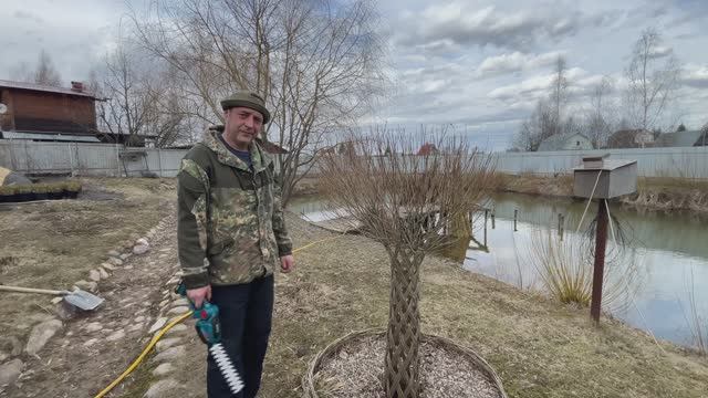 Стрижка кроны плетеного дерева смотреть онлайн