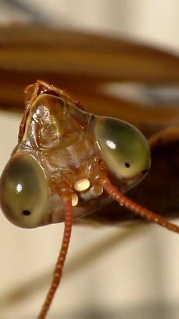 Garden Guardians: 5 Beneficial Bugs That Will Keep Your Plants Healthy смотреть онлайн