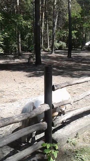 Пони в зоопарке Новосибирска. #shorts. #короткое_видео.