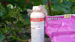 Агробор СА на винограднике