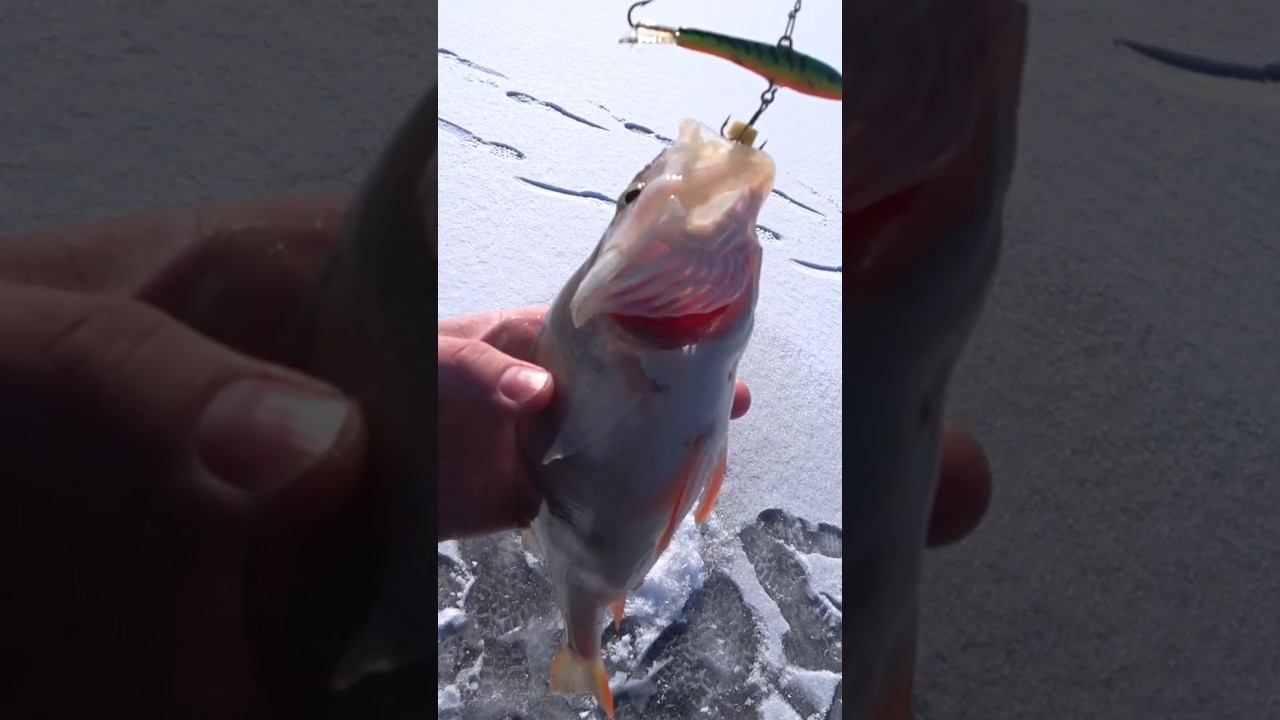 Зимний окунь на балансир #рыбалка #зимняярыбалка #shorts смотреть онлайн