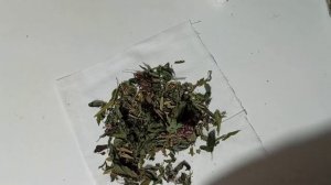 травы для бани. запарки.