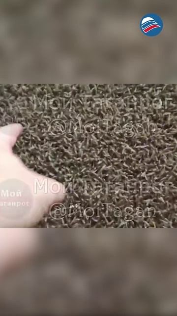 Массовое нашествие комаров шокировало жителей Таганрога