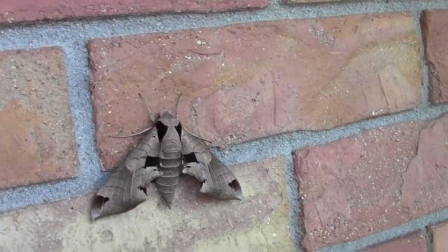 Leaf Moth смотреть онлайн